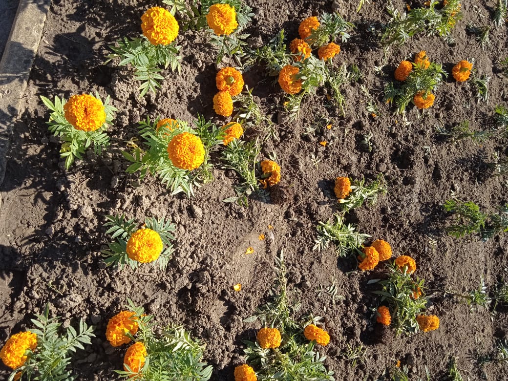 Цветы апшеронск. Какие цветы есть в городе Апшеронске. Собаки вытоптали клумбу сломали цветы как навести порядок. Цветы Апшеронск Весенин как называется.