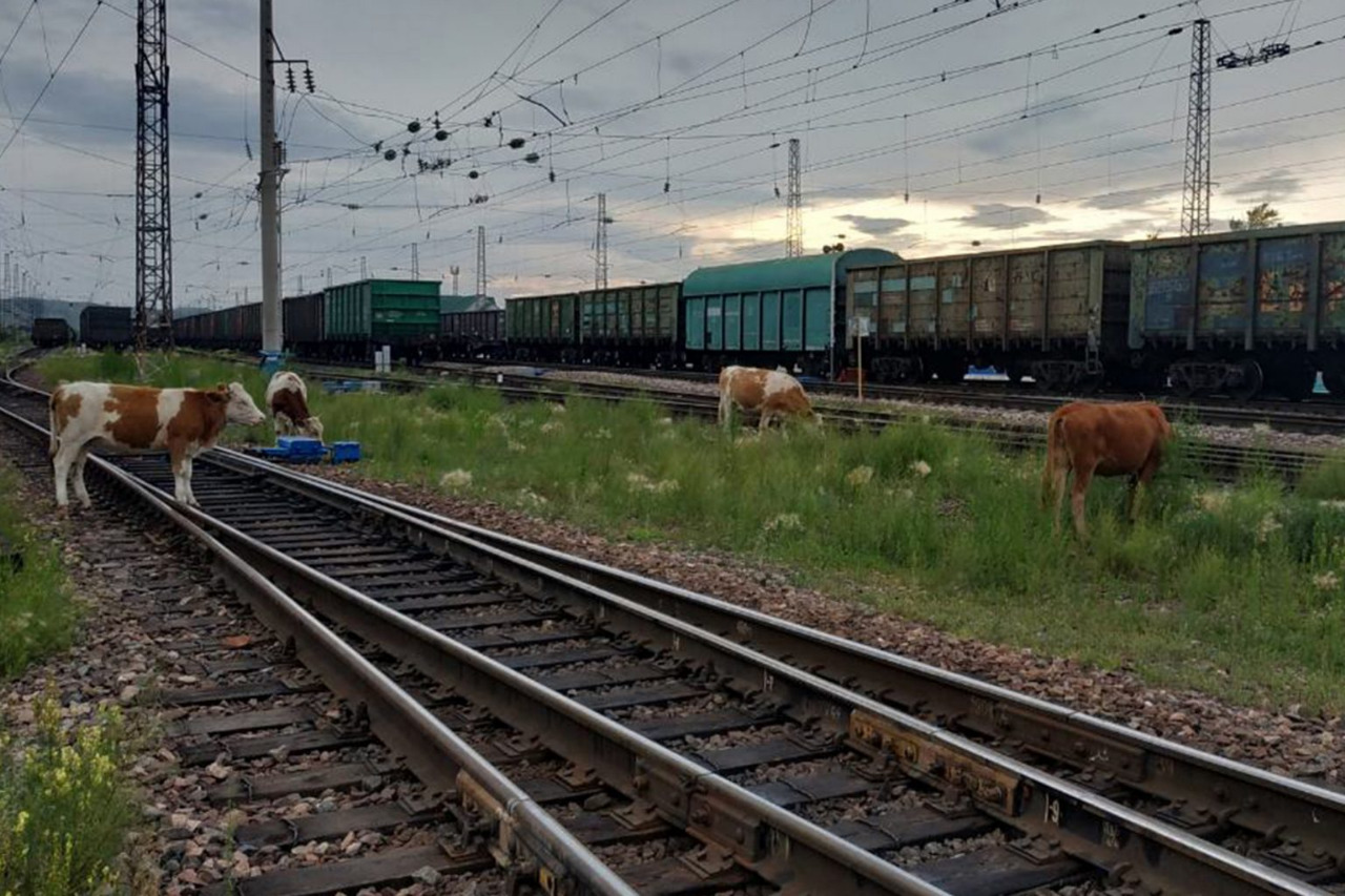 В Апшеронском районе больше всего опасных случаев с животными на ж/д путях  | 08.09.2021 | Апшеронск - БезФормата