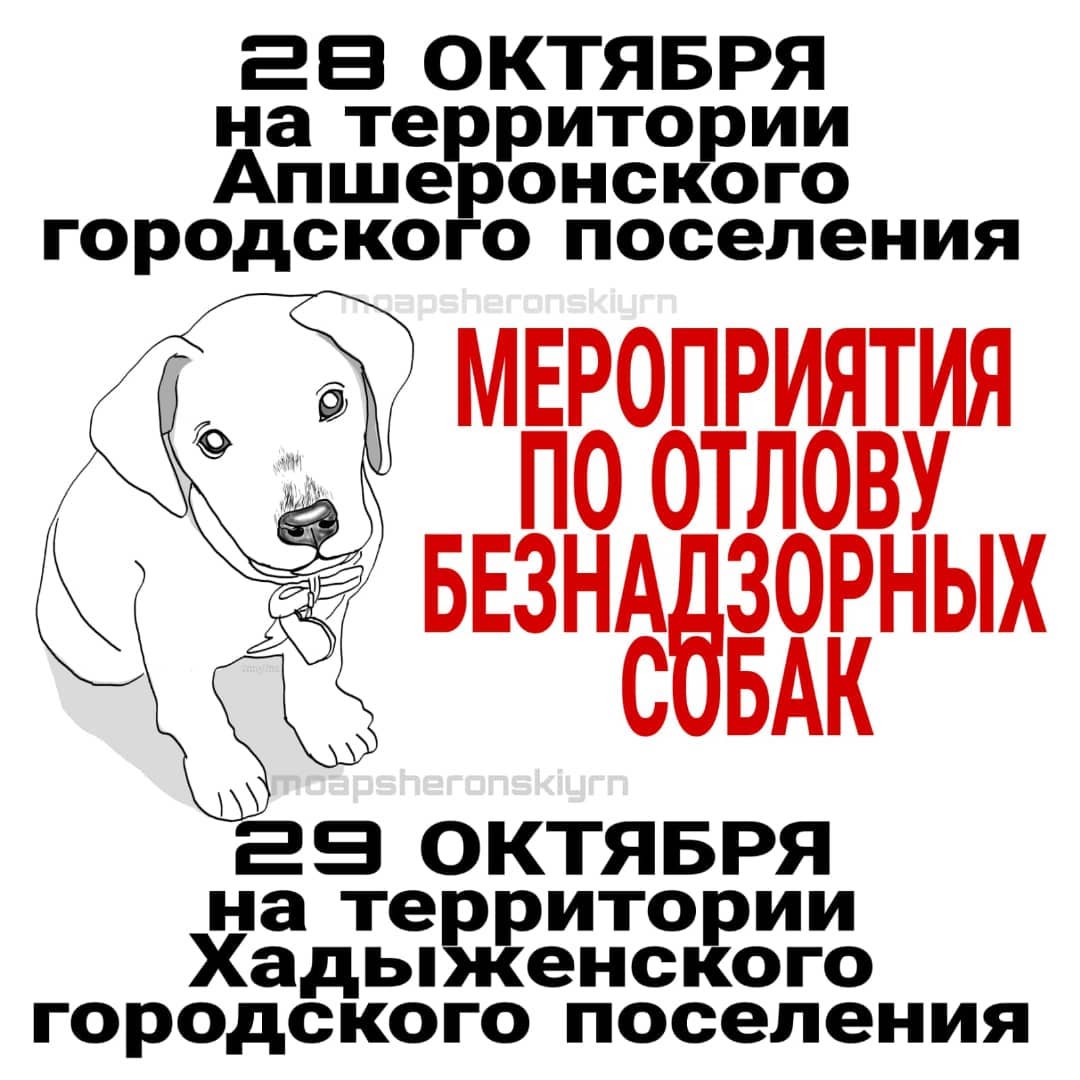 В Апшеронске и Хадыженске будут проведены мероприятия по отлову  безнадзорных собак | 26.10.2021 | Апшеронск - БезФормата